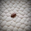 Comment identifier les traces de punaises de lit sur votre matelas